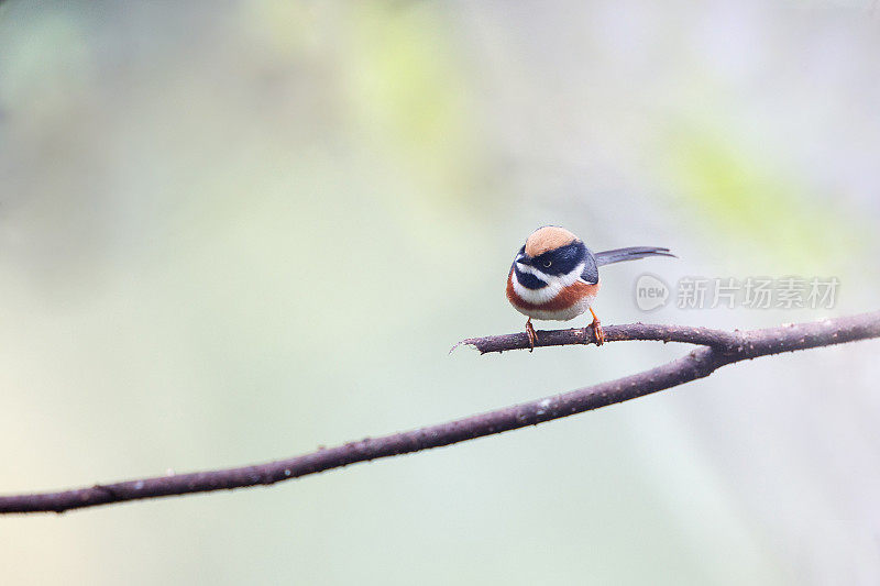 山雀:成年黑喉山雀(Aegithalos concinnus)，又称黑喉山雀。